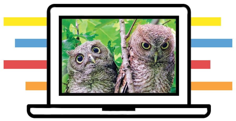 image of two owls on computer screen