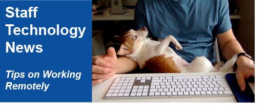 Staff Technology News (photo of dog in lap of man at computer)